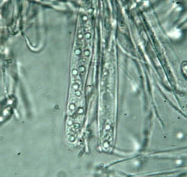 Cudoniella clavus image