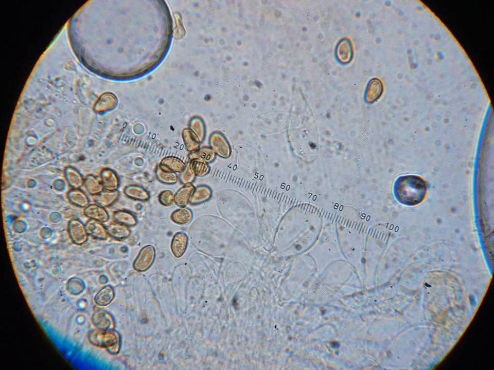Inocybe leucoblema image