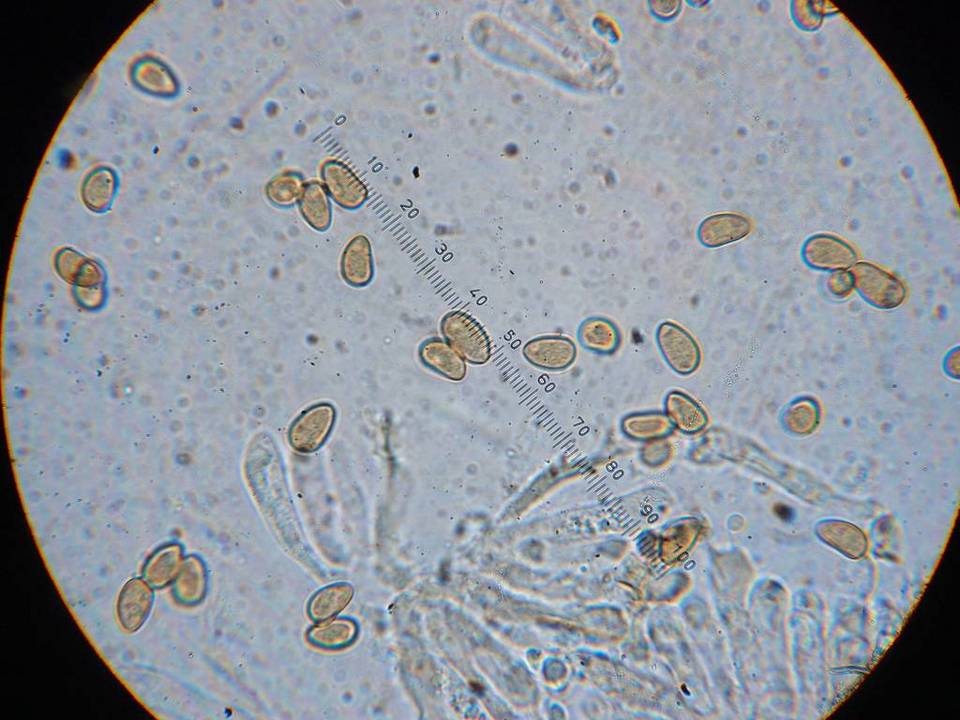 Inocybe leucoblema image
