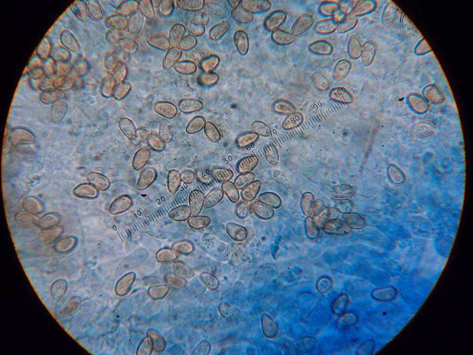 Inocybe leucoblema image