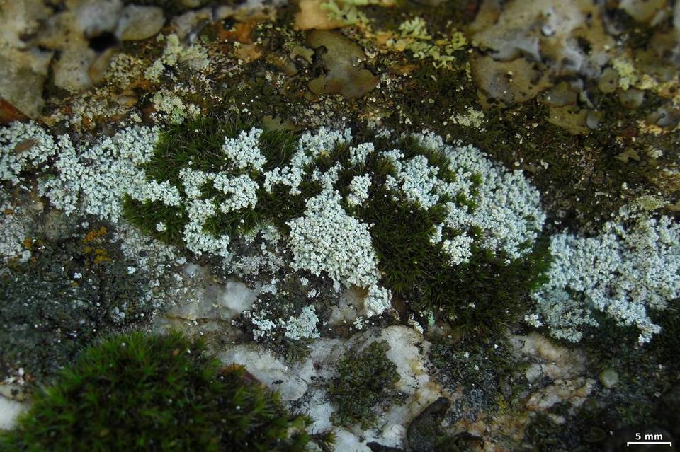 Leprocaulon gracilescens image