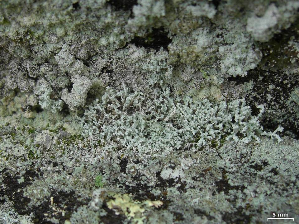 Leprocaulon gracilescens image