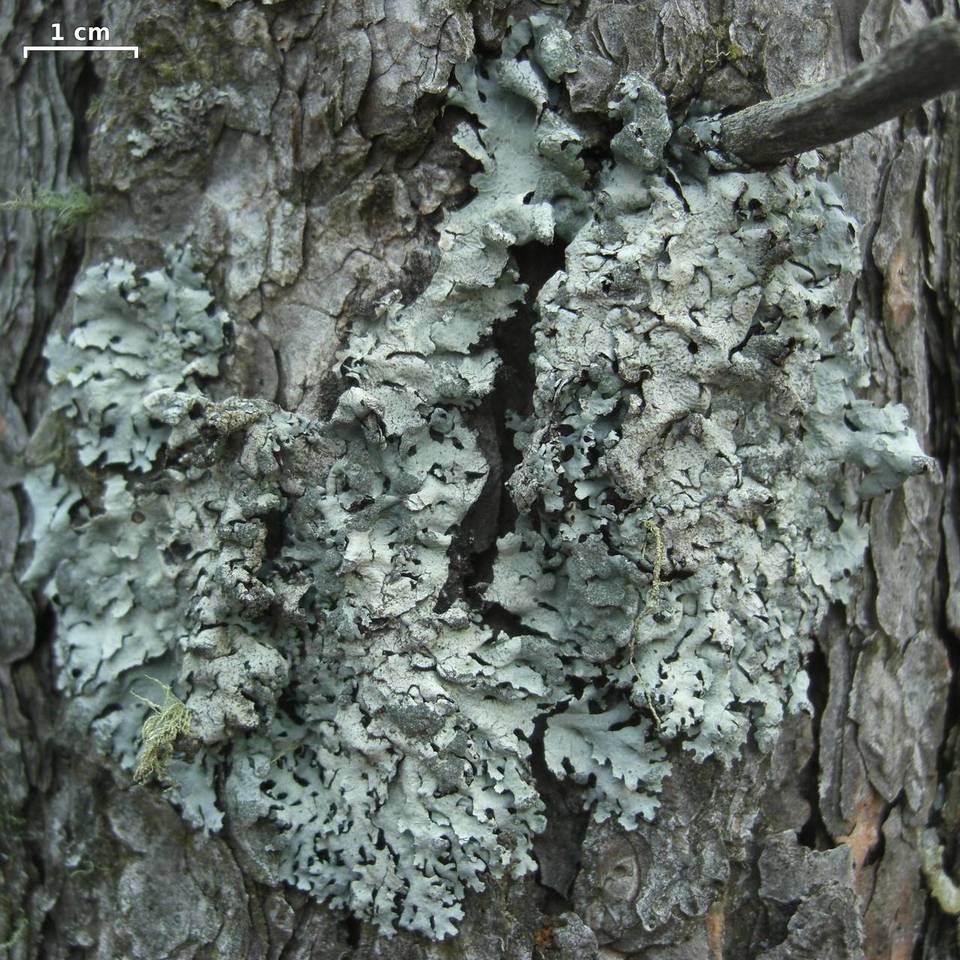 Hypotrachyna laevigata image