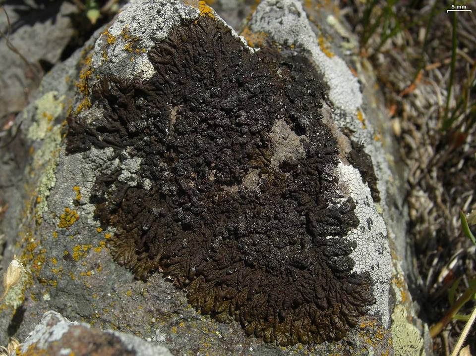 Neofuscelia image