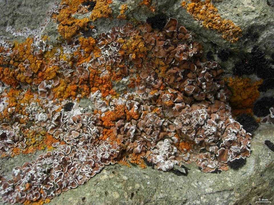 Psora himalayana image