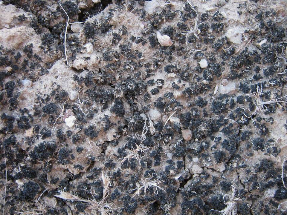 Collema callopismum image