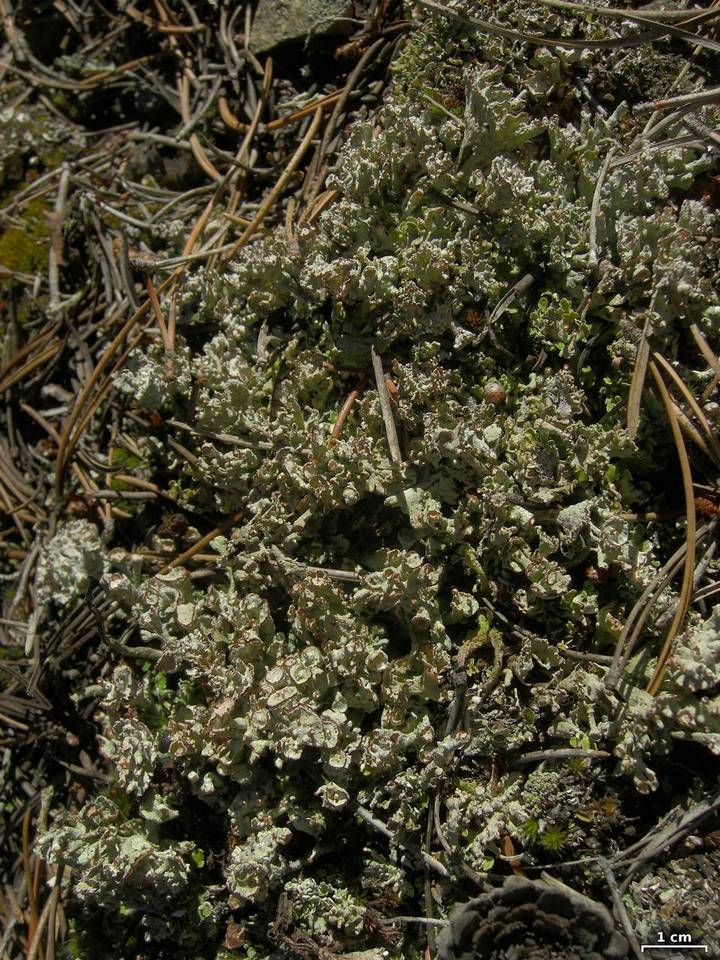 Cladonia phyllophora image