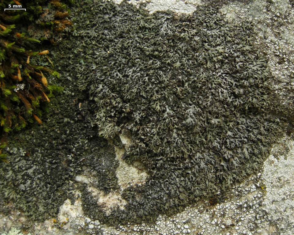 Phaeophyscia sciastra image