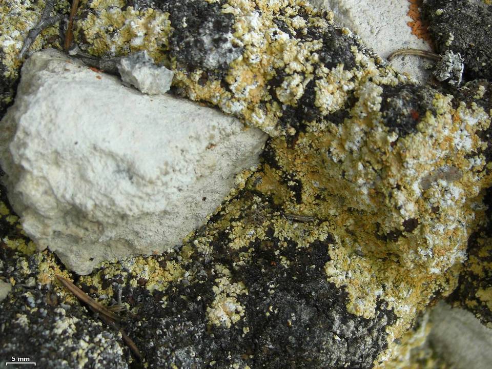 Fulgensia subbracteata image