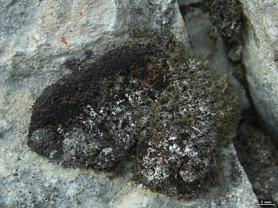 Phaeophyscia constipata image