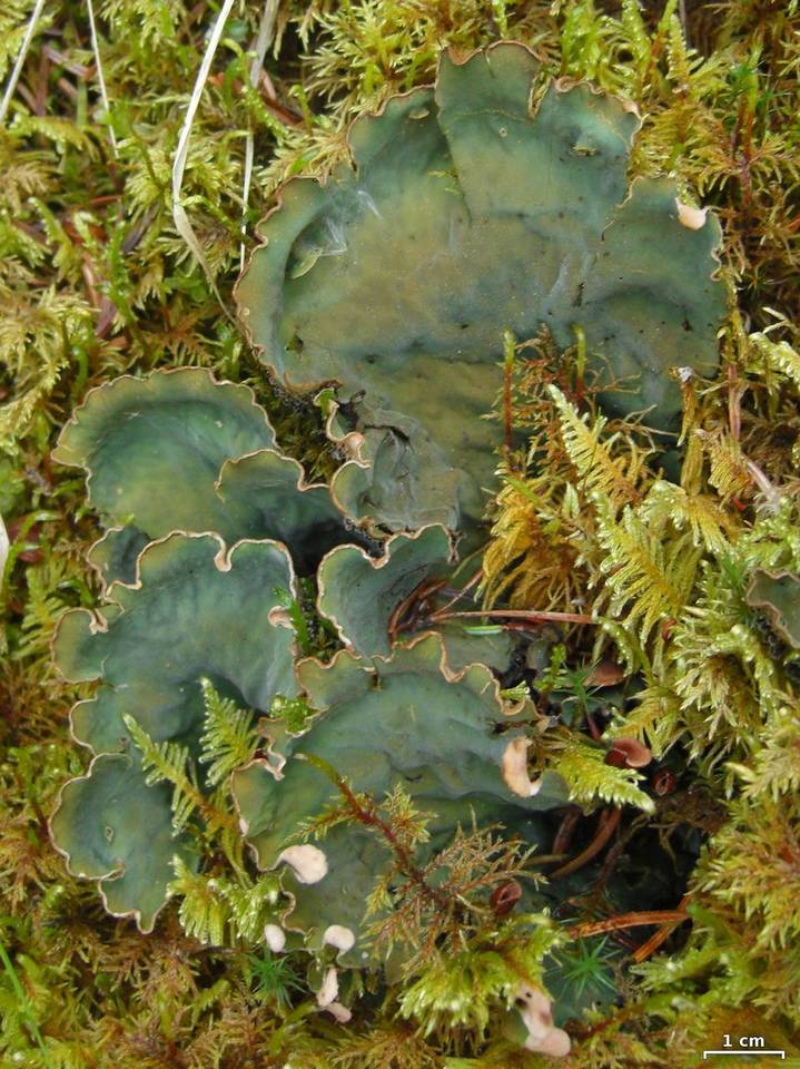Peltigera retifoveata image