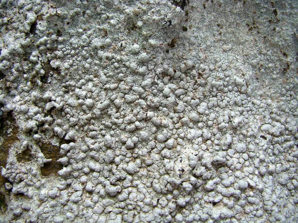 Pertusaria plittiana image
