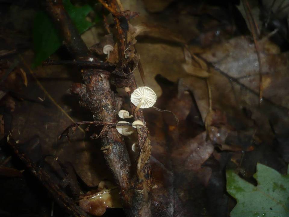 Marasmiellus ramealis image