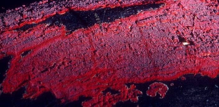 Hymenochaete mougeotii image