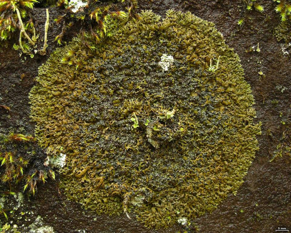 Melanelia sorediata image