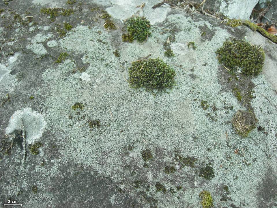 Pilophorus cereolus image