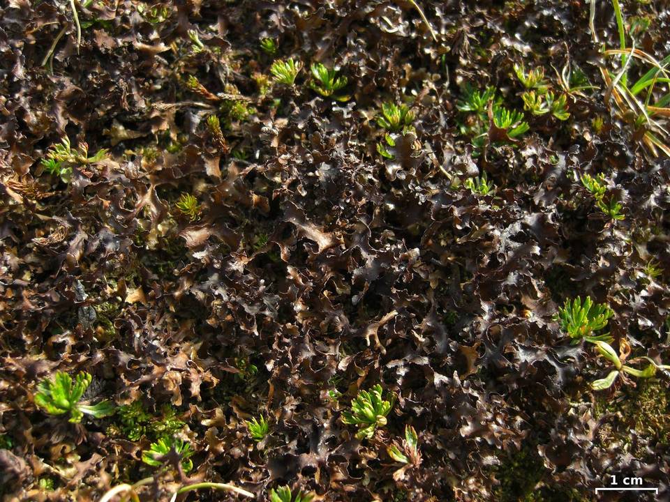 Cetraria subalpina image