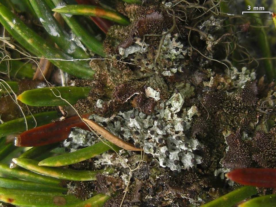 Tholurna dissimilis image