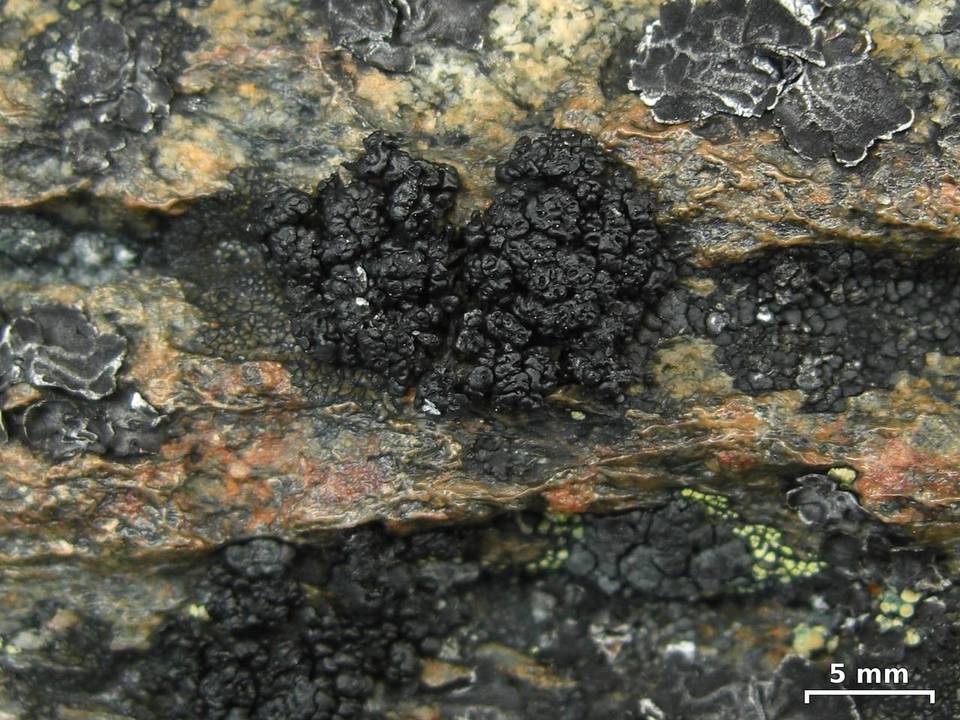 Lecanora pringlei image