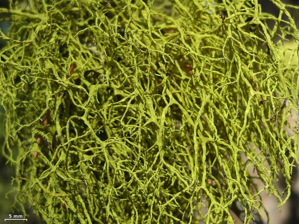 Letharia lupina image