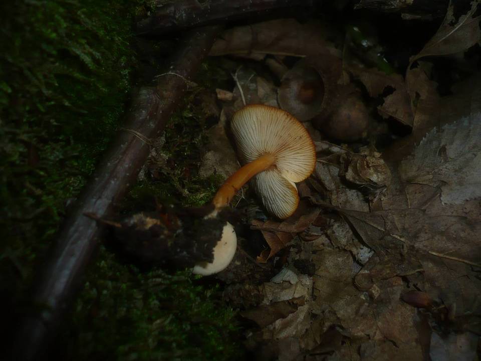 Gymnopus aquosus image