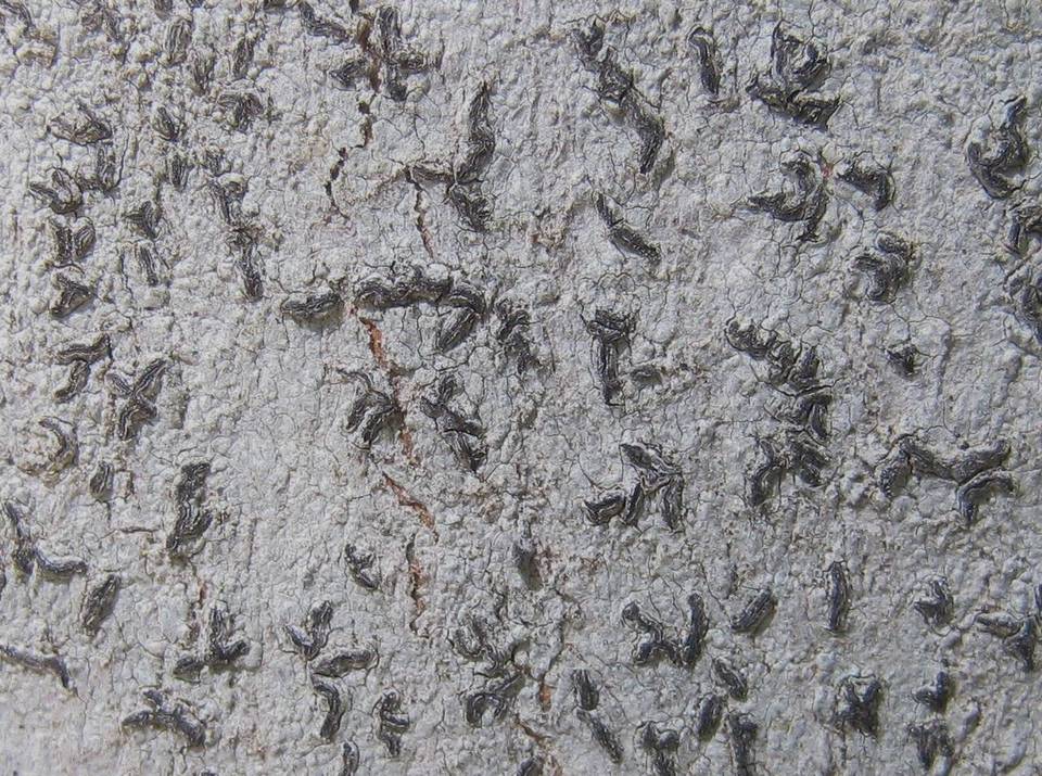 Graphina anguina image