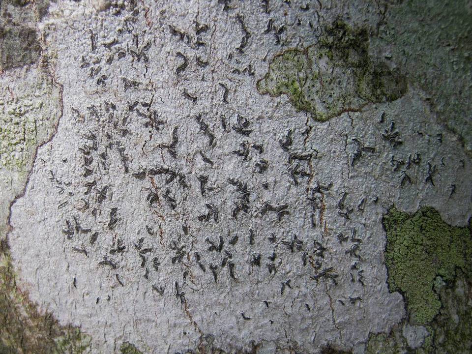 Graphina anguina image