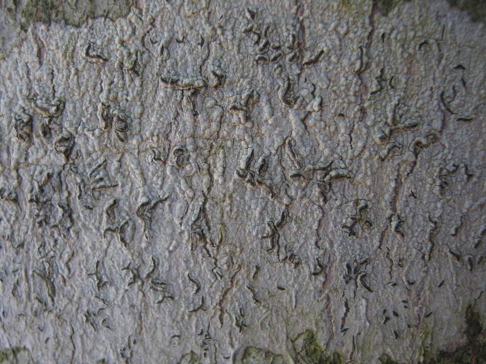 Graphina anguina image