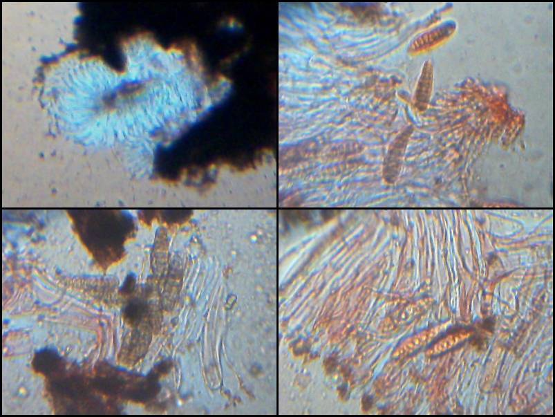 Graphina anguina image