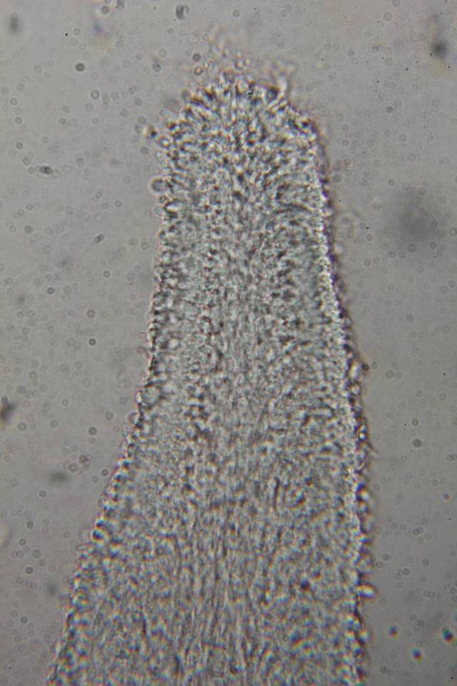 Calocybe cyanella image