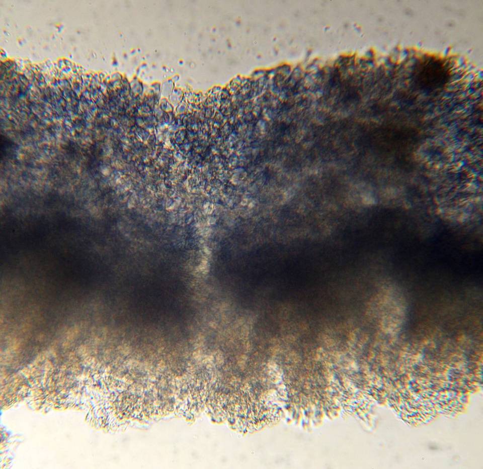 Calocybe cyanella image