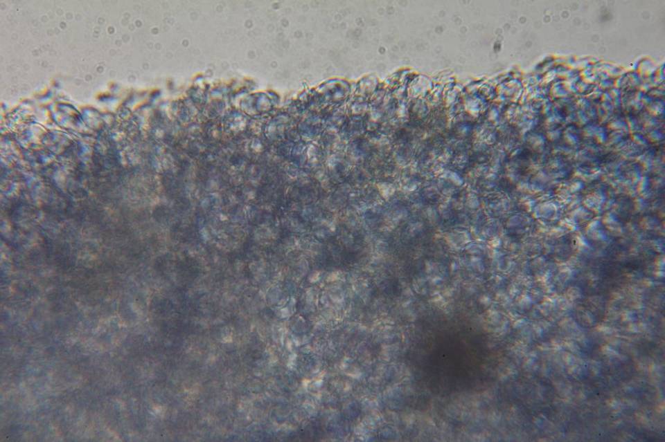 Calocybe cyanella image