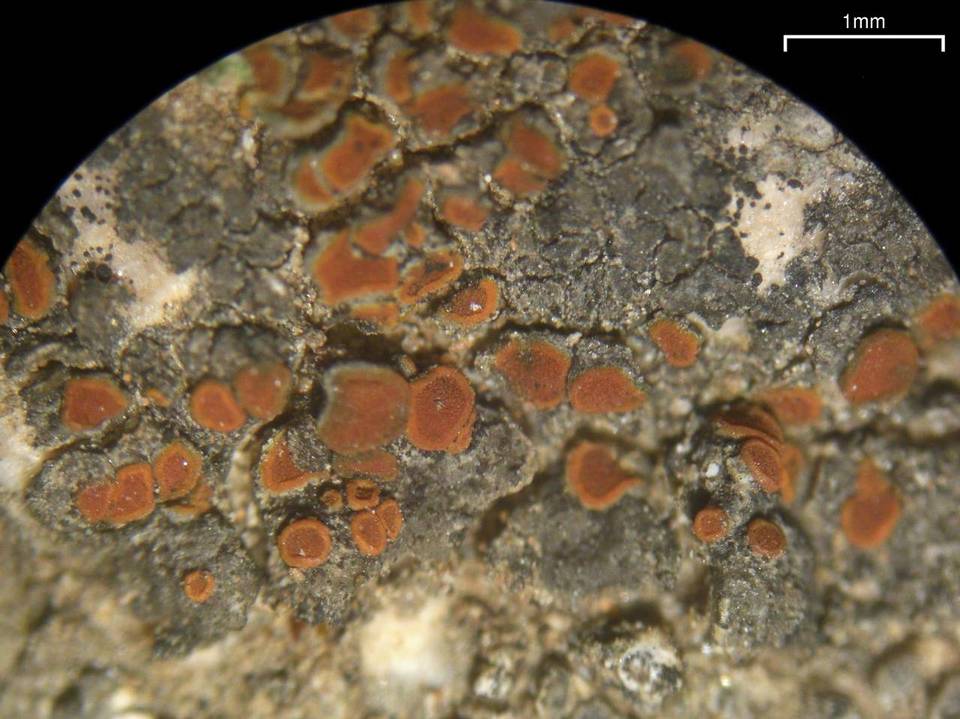 Caloplaca atroflava image
