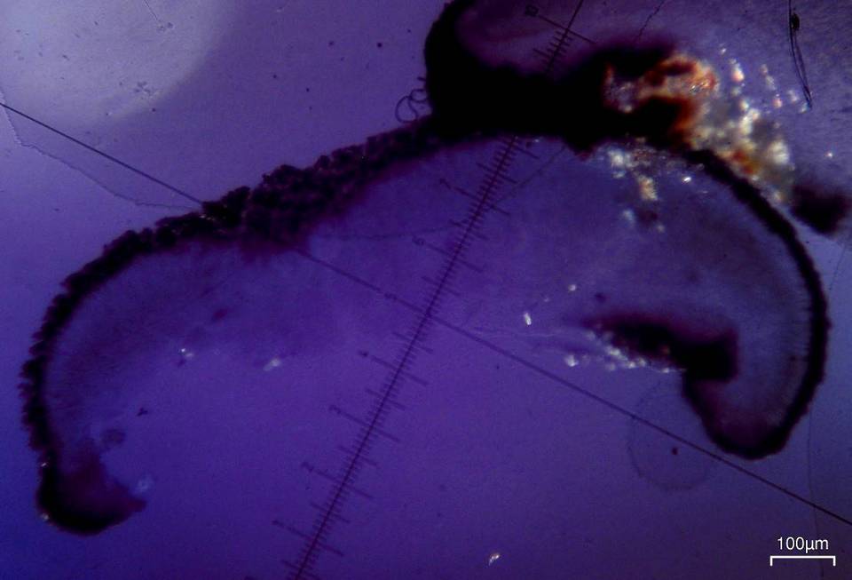 Lecidea laboriosa image