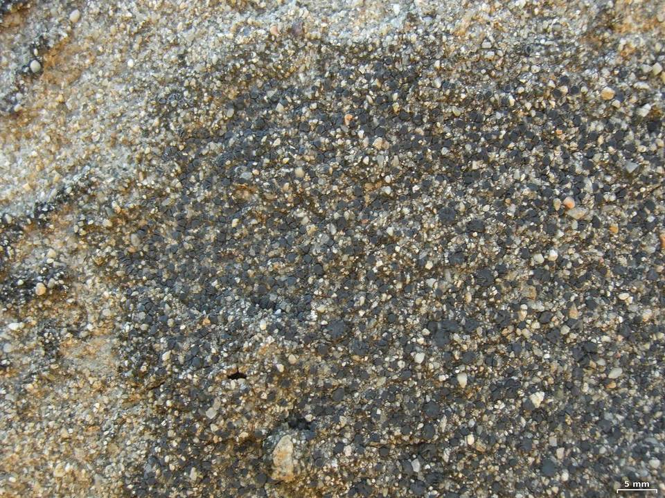 Lecidea laboriosa image