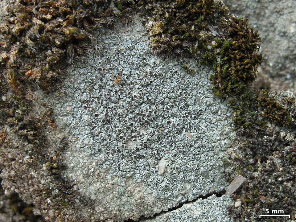 Lecanora pseudistera image