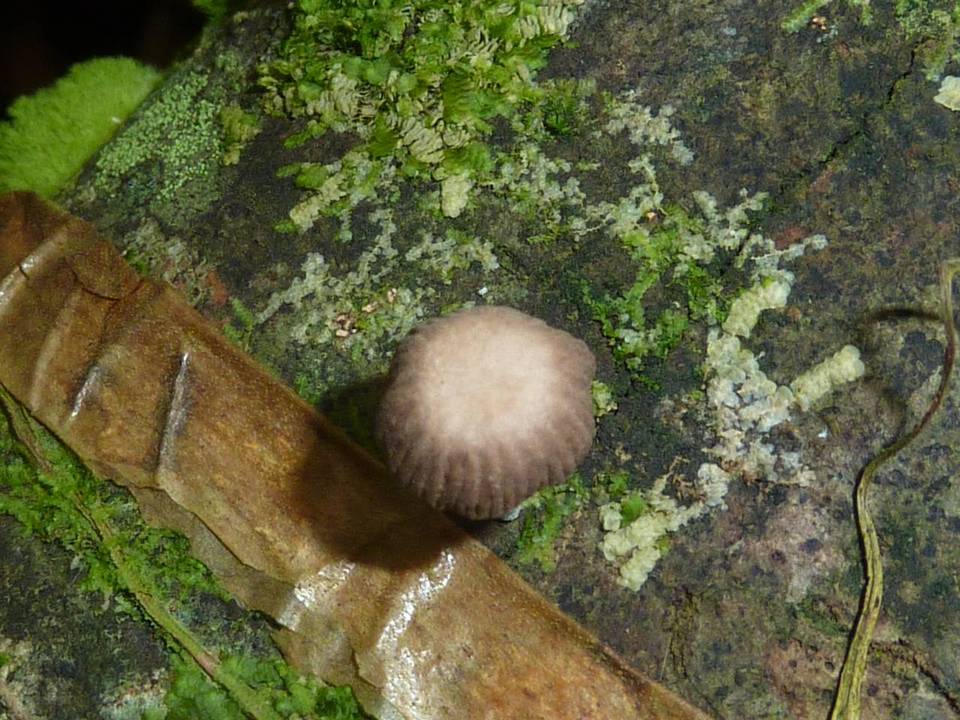 Collybia coracicolor image