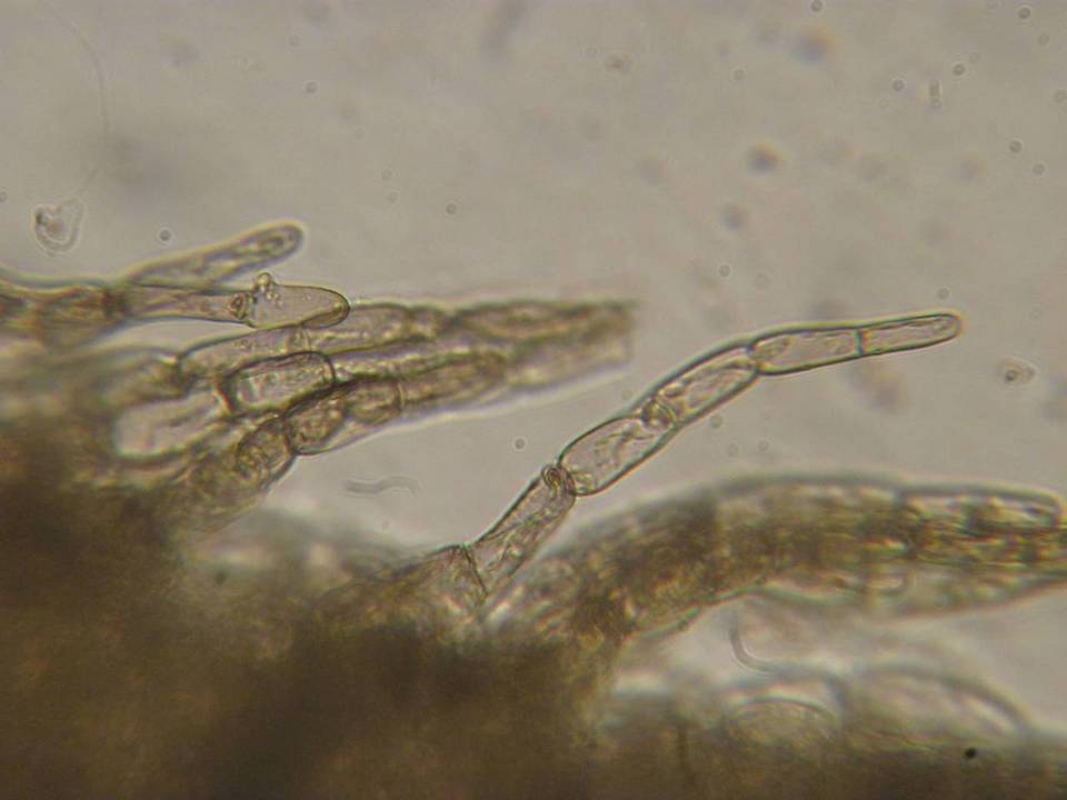Entoloma hirtum image