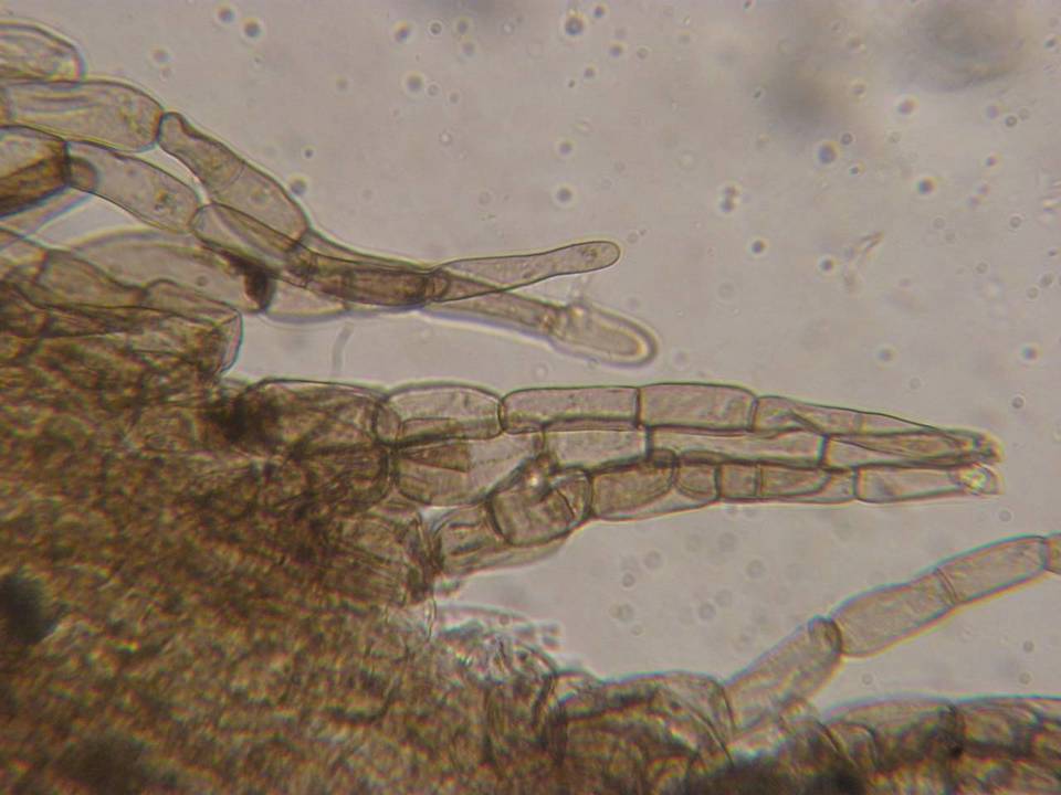 Entoloma hirtum image