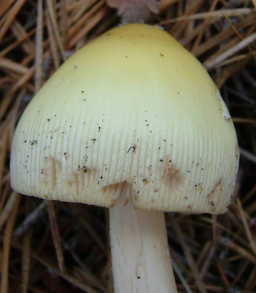 Amanita williamsiae image