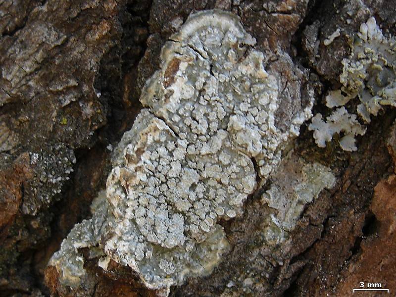 Pertusaria albescens var. albescens image