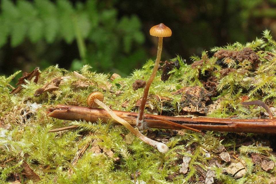 Galerina nana image