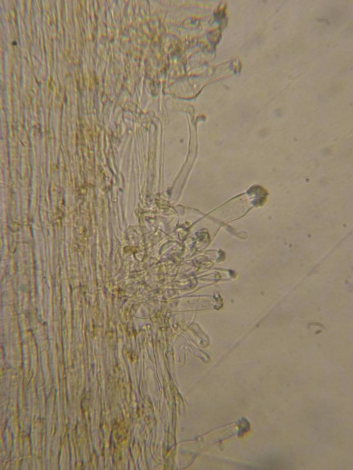 Galerina nana image