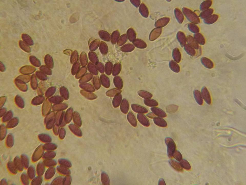 Galerina nana image