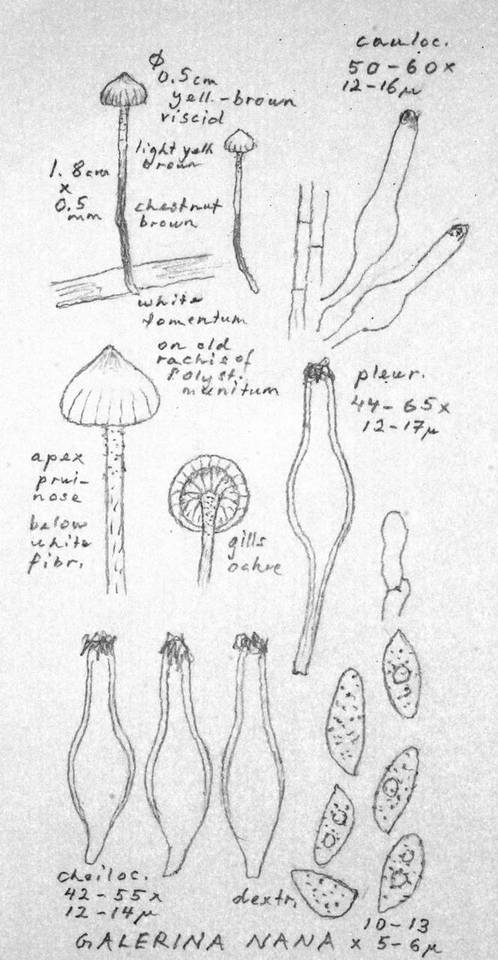 Galerina nana image