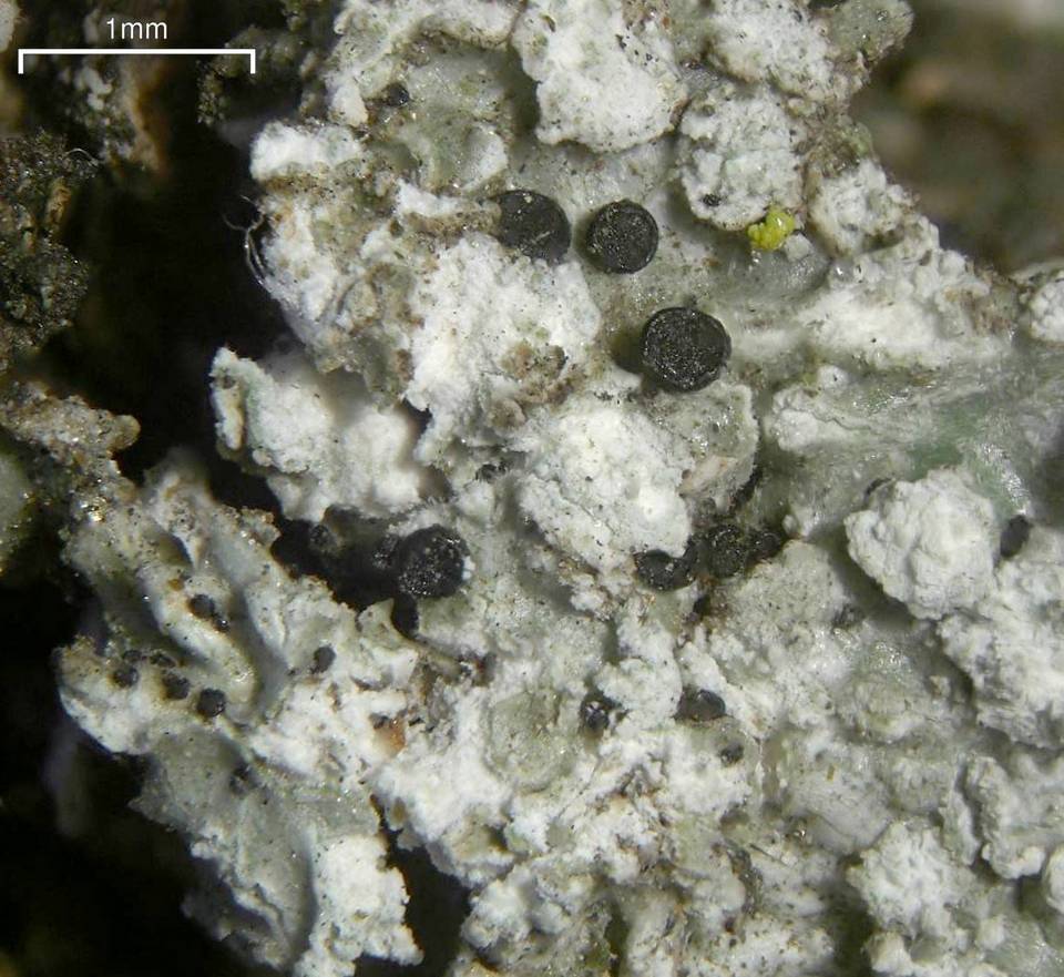 Dactylospora parasitica image