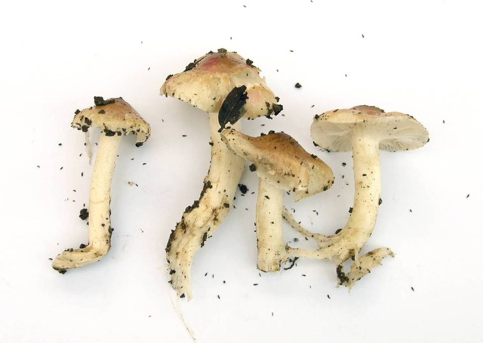 Hygrocybe brunnea image