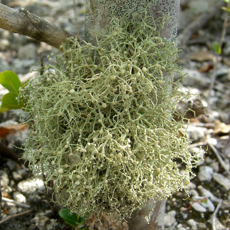 Ramalina montagnei image