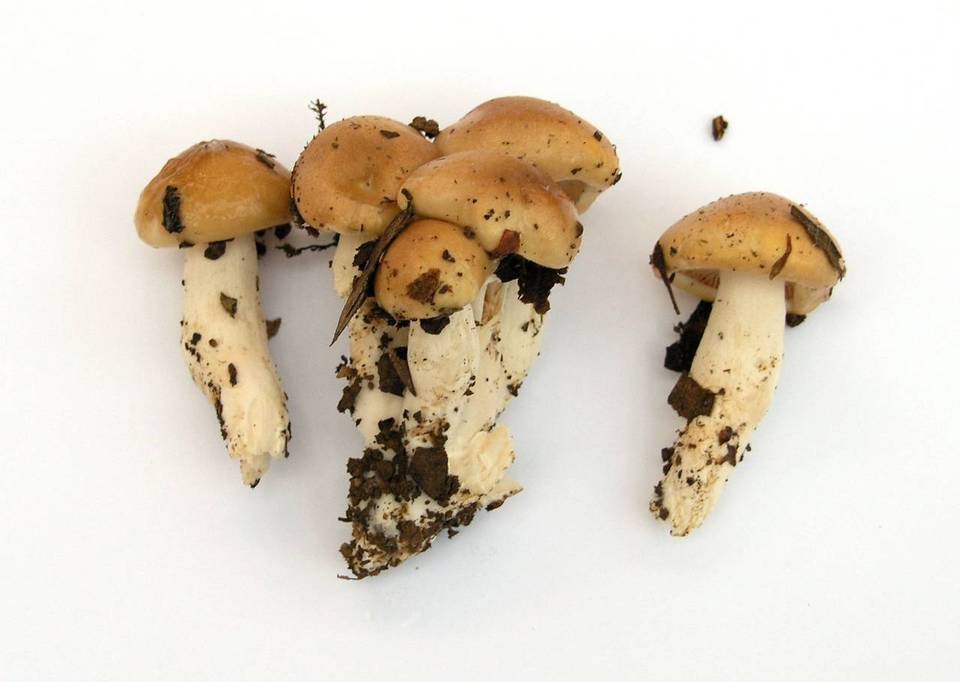 Hygrocybe brunnea image