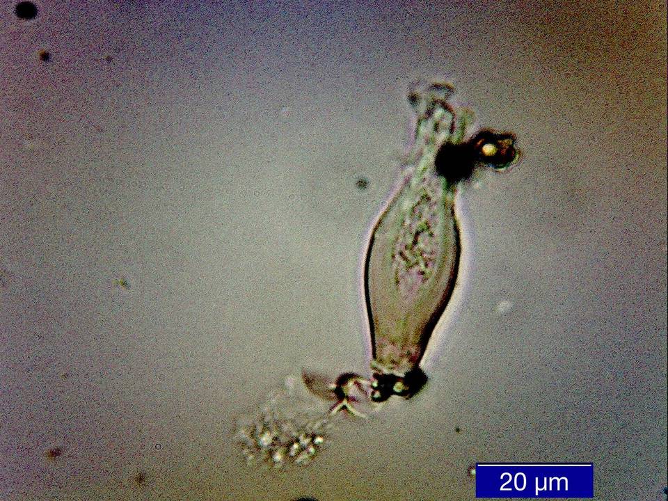 Inocybe mixtilis image